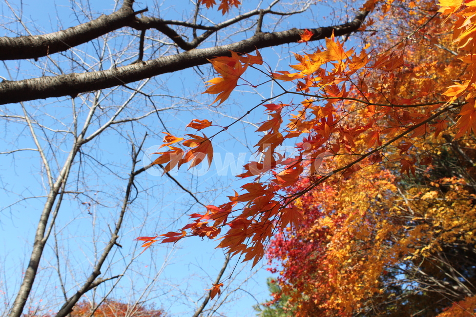 가을,autumncolors,단풍,나무,maple,fallfoliage,은행나무,leaf,plant,tree,노랑,fall,autumn,빨강,가을,계절,fall,autumn,season,잎,식물