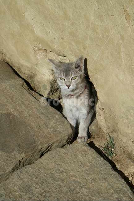 고양이,Cat,동물,Animal,야생고양이,Wildcat,포유류,동물,animal,포유류,mammal,고양이,cat,kitten,kitty
