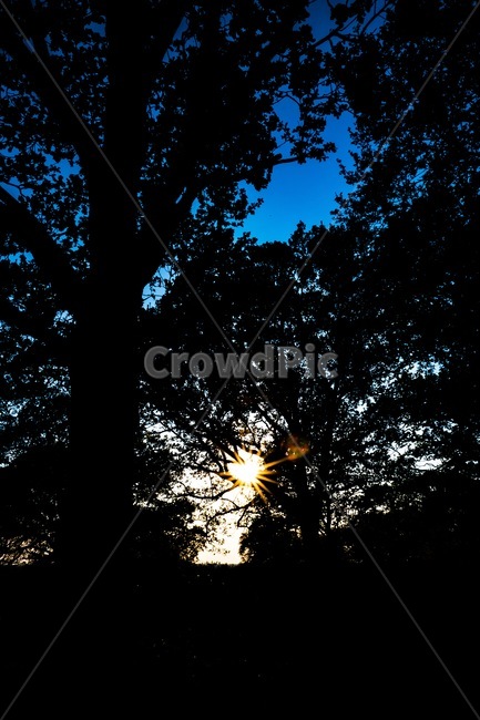자연,나무,풍경,공원,햇빛,nature,tree,park,sun,sunlight