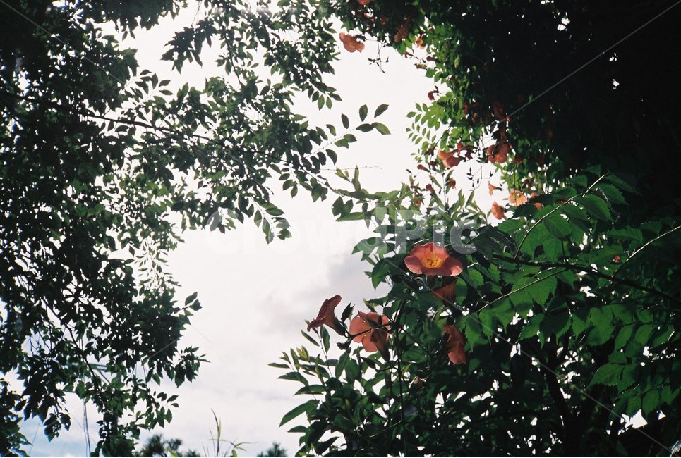 여름,능소화,나무,풍경,식물,하늘,식물,자연,plants,nature,꽃,flower,감성,sensible,feeling