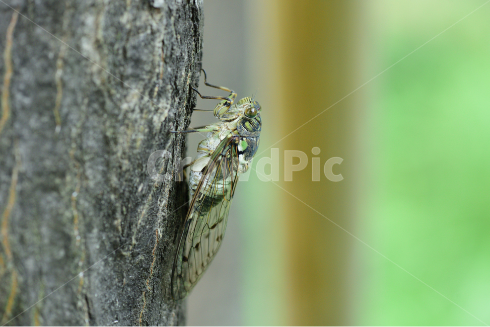 animal,insect,invertebrate,매미,어미벌레,엄지벌레,날개돋이,어른벌레매미,어른벌레,성충,동물,곤충,벌레,생태,자연,자연생태,자연현상,동물생태,나무,매미울음,울음매미,여름벌레,여름곤충,매미곤충,얼룩무늬매미,얼룩무늬,매미몸통,매미날개,쓰르라미,쓰름매미,참매미,붙어있다,붙다,매달리다,매미소리,울다,울음