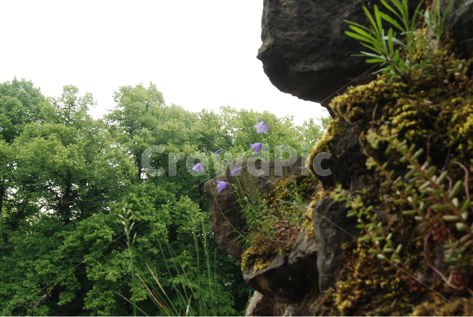 이끼,풀,식물,벽,벽이끼,나무,자연,식물,자연,plants,nature