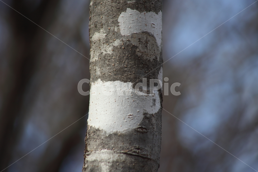나무,식물,무늬,wood,plant,나무껍질,수피,식물,자연,plants,nature,나무,trees,wood