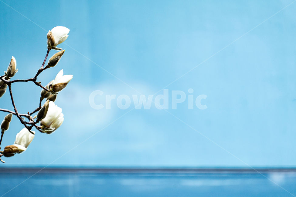 식물,plant,꽃,flower,magnolia,목련,식물,자연,plants,nature,꽃,flower
