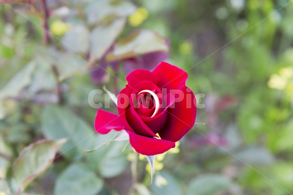 장미,성년의날,반지,꽃,식물,장미축제,5월,한국,식물,자연,plants,nature,꽃,flower,기념일,축하,anniversary,congratulation,celebrate,celebration,감성,sensible,feeling