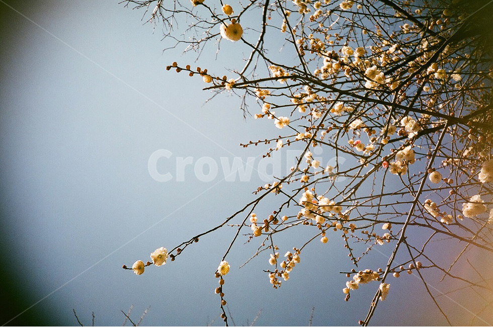 plant,식물,꽃,목련,로모사진