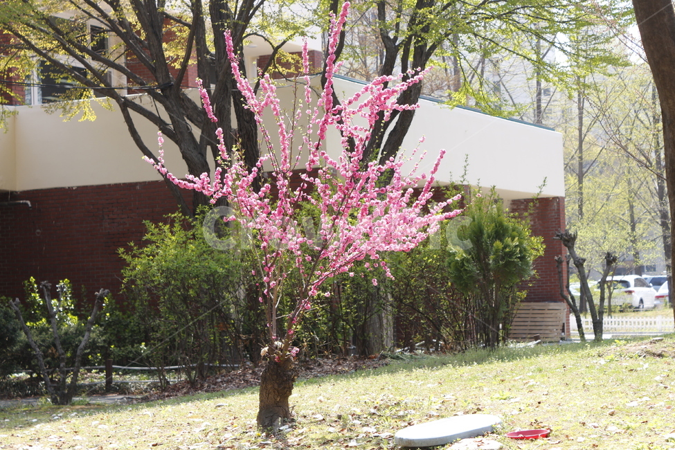 꽃,벚꽃,분홍,핑크,꽃나무,봄,계절,spring,season,plant,식물