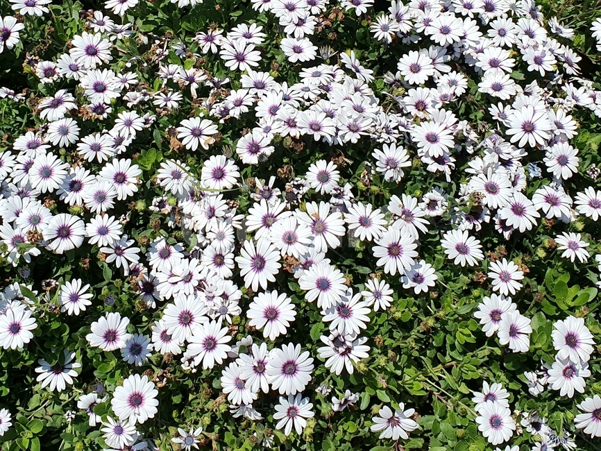 꽃,야생화,국화,하얀색,흰색꽃,flower