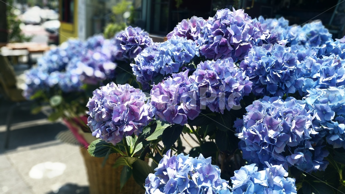 수국,이중섭거리,제주도이중섭거리,flower,꽃