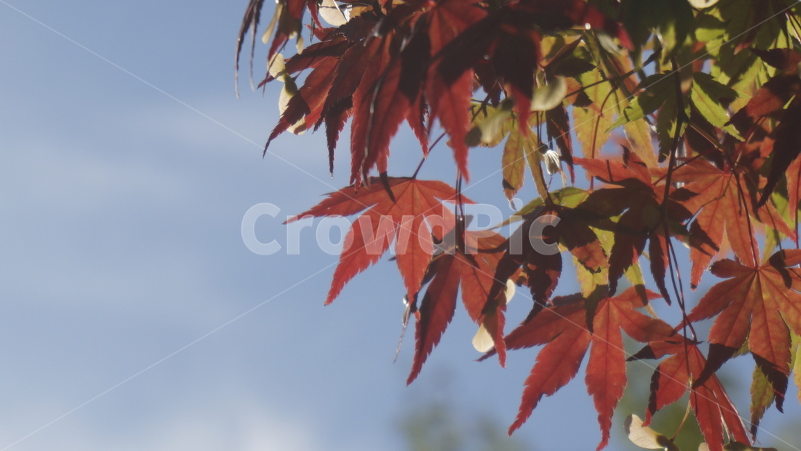 leaf,잎,plant,식물,tree,나무,maple,단풍,가을,10월,가을,계절,fall,autumn,season