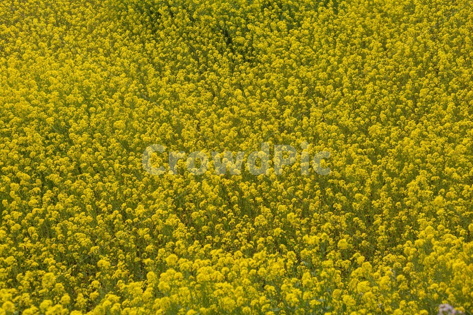 유채꽃,꽃,봄꽃,제주도,꽃밭,식물,자연,plants,nature,꽃,flower
