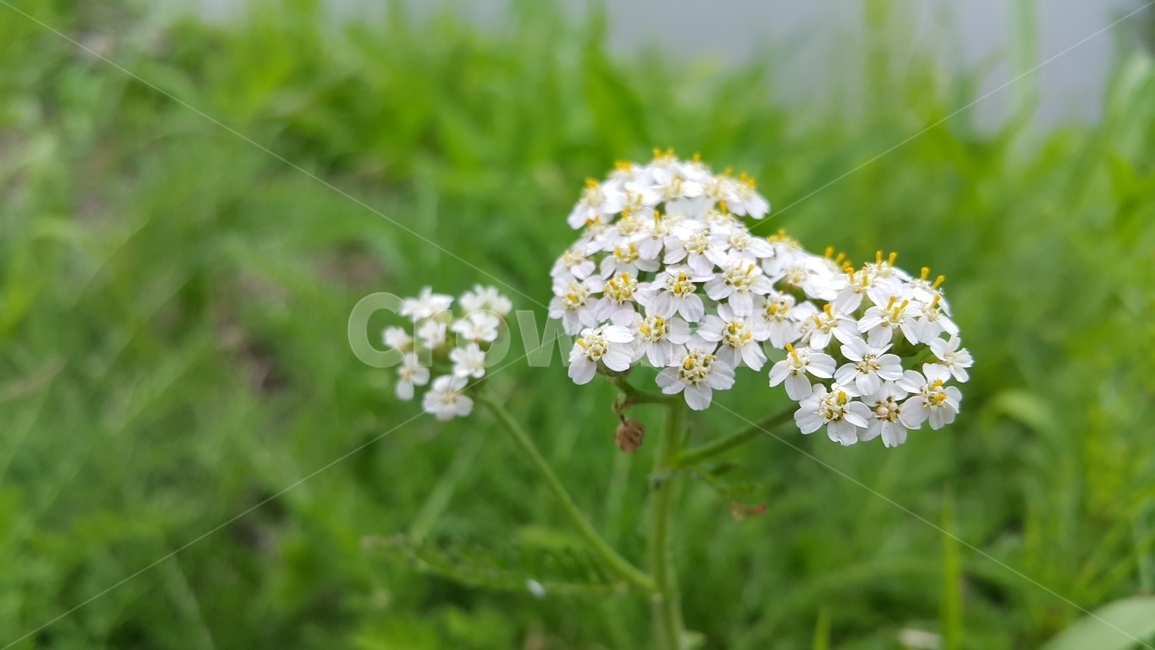 꽃,자연,푸르름,풀,식물,식물,자연,plants,nature,꽃,flower