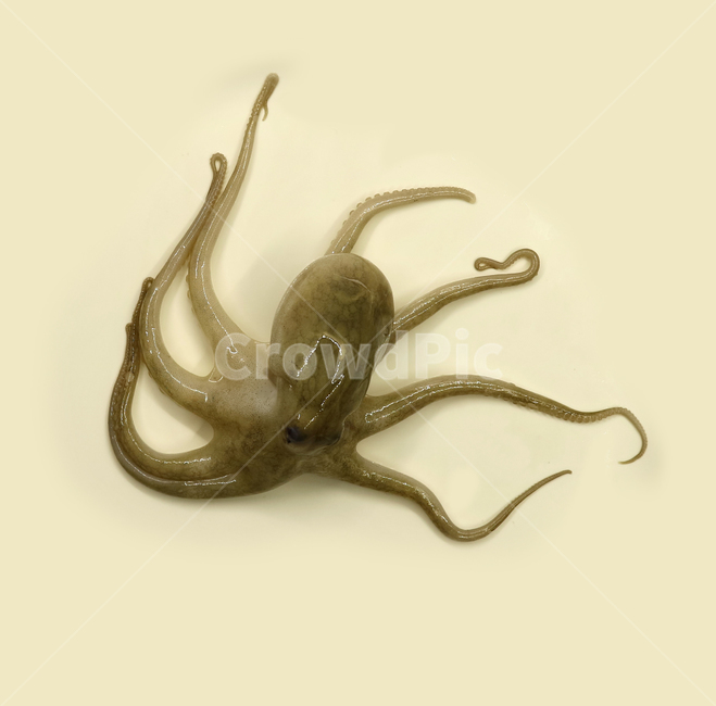 주꾸미,쭈꾸미,문어,낙지,해산물,음식,해물,식재료,요리재료,음식재료,식품,요리,싱싱한,신선한,어류,연체동물,오브젝트,누끼,동물,animal,수산물,해산물,fishery products,seafood