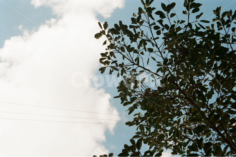 구름,하늘,나무,풍경,자연,풍경사진,자연사진,푸른,파란,파랑,sky,clouds,하늘사진,구름사진,잎사귀,나뭇잎,바탕화면,배경화면,시원함,힐링,감성,nature,feeling,필름사진,자연,풍경,nature,landscape,tree,plant,식물