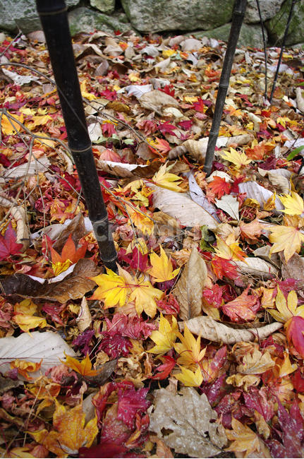 가을,fall,나무,식물,plant,단풍,잎,낙엽,오죽,대나무,가을,계절,fall,autumn,season,leaf,tree