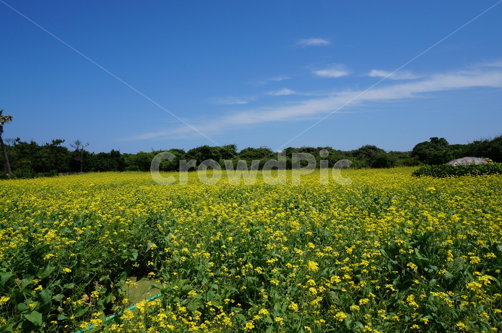 꽃,유채꽃,제주유채꽃,유체꽃,꽃밭,식물,자연,plants,nature,꽃,flower
