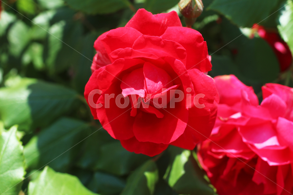 장미,꽃,flower,plant,식물,rose,geranium,제라늄,빨간색,식물,자연,plants,nature,꽃,flower