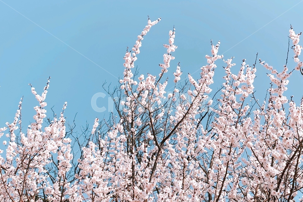 꽃,매화꽃,식물,flower,plant,봄,계절,spring,season,식물,자연,plants,nature,꽃,flower