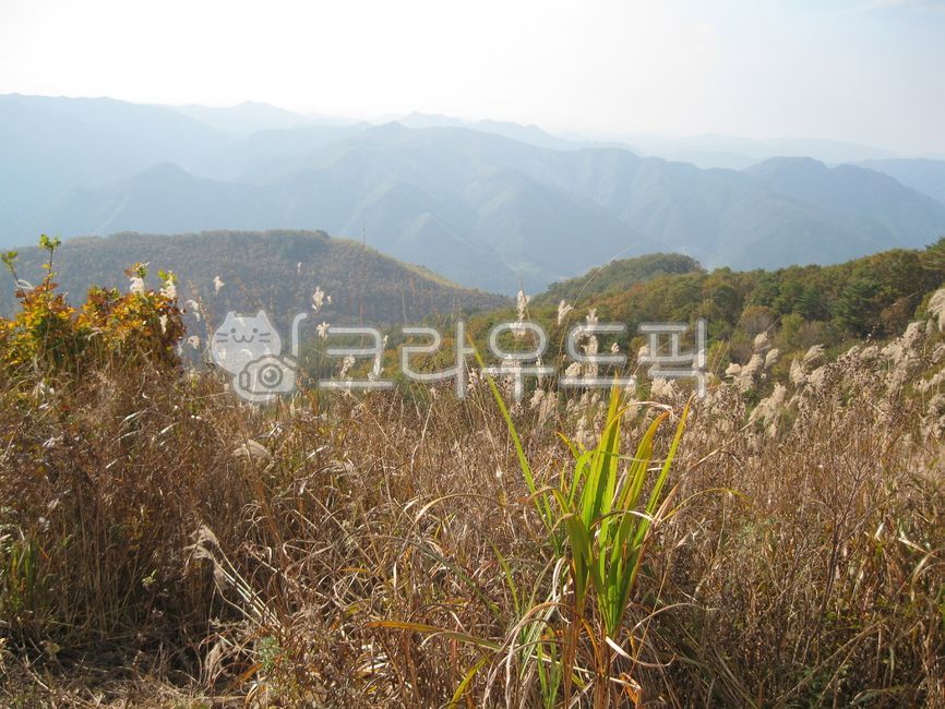 자연,황야,wilderness,field,갈대,meadow,대초원,savanna,outdoors,옥외,reed,nature,목초지,grassland,필드
