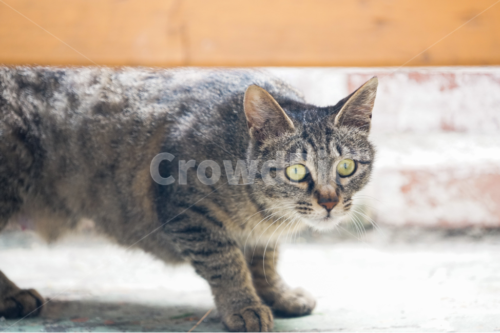 고양이,길고양이,벽돌,불쌍한,외로운,경계심,배고픔,동물,포유류,두려운,cat,straycat,birck,poor,pathetic,wariness,hungry,animal,mammal,fearful,afraid,bench,벤치,wood,나무,얼룩무늬,brindle,접사,closeup,동물,animal,포유류,mammal,고양이,cat,kitten,kitty