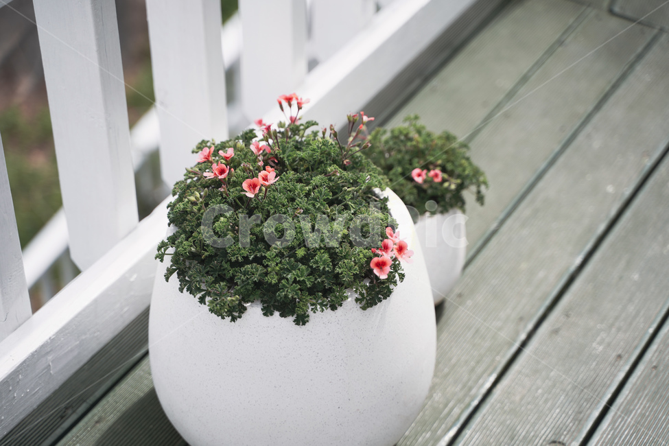 화분,꽃화분,꽃,인테리어,감성사진,꽃,flower,실내용화초,화분,화초,house plant