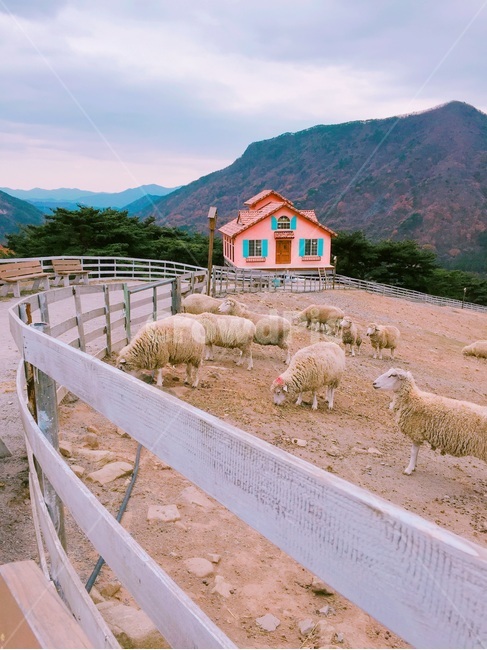 nature,자연,양,sheep,동물,animal,양떼목장,목장,방목,들,필드,목축업,목장,livestock farming,ranching,pasture