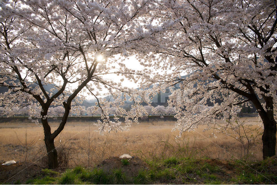 벗꽃,햇빛,석양,분홍,시골,고향,따스함,농촌,친구,우정,봄,계절,spring,season,식물,자연,plants,nature,나무,trees,wood,plant,flower,꽃,blossom