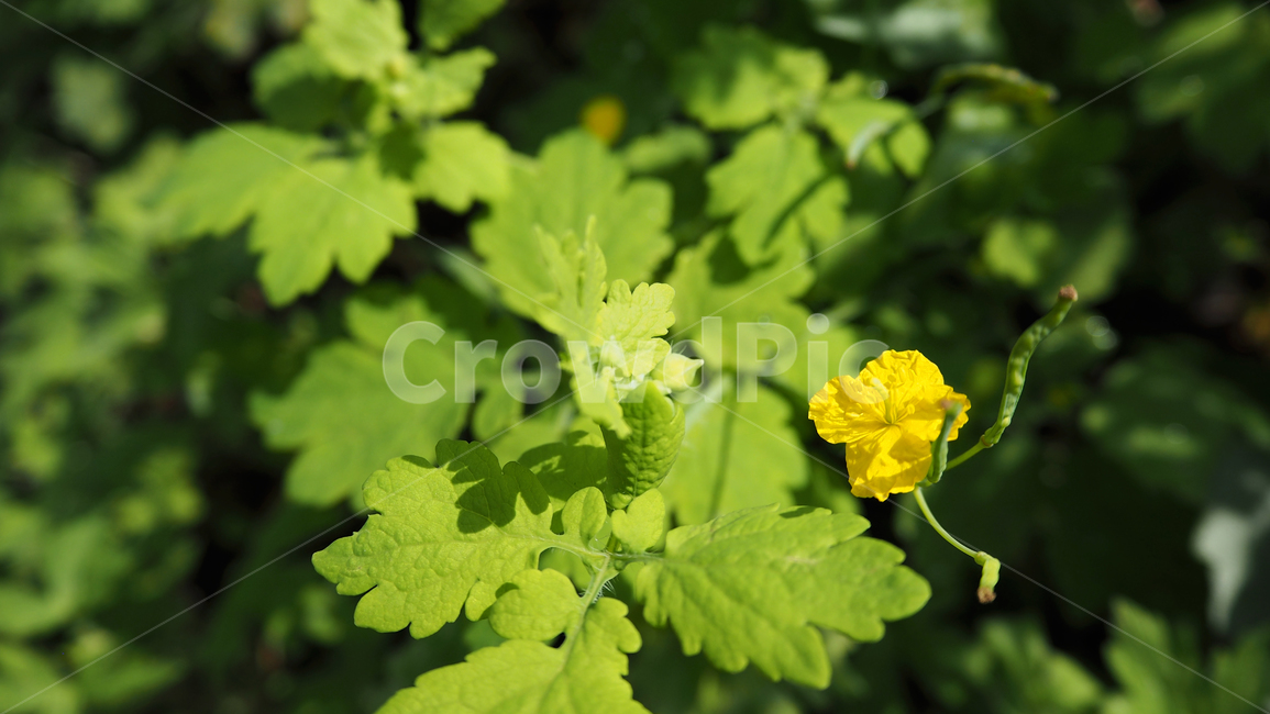 야생화,꽃,식물,wildflower,flower,plant,blossom,outdoor,야외,식물,자연,plants,nature,꽃,flower