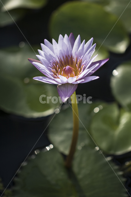 연꽃,수련,연못,못,꽃,식물,자연,반영,식물,자연,plants,nature,꽃,flower