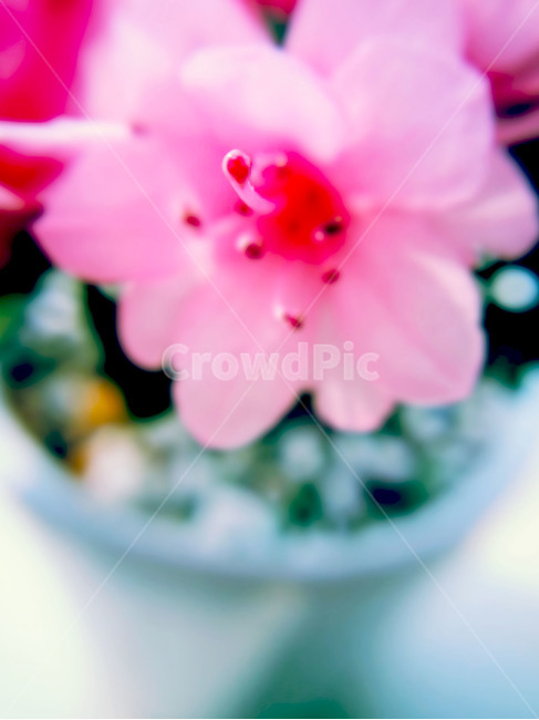자연,꽃,풍경,식물,들꽃,식물,자연,plants,nature,꽃,flower,색깔,색상,색채,색감,color sense,color sensitivity,feeling of color