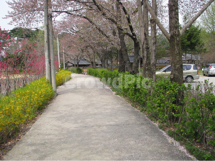 허난설헌생가,허난설헌,허균생가,허균,벚꽃,개나리,목조건축,고택,건축,한옥,기와,담장,강릉,대한민국,한국,heonanseolheonsbirthplace,heonanseolheon,heogyunsbirthplace,heogyun,cherryblossoms,forsythia,woodenarchitecture,oldhouse,architecture,hanok,rooftile,wall,gangneung,republicofkorea,southkorea,한국전통,한국문화,korean traditional,korean culture