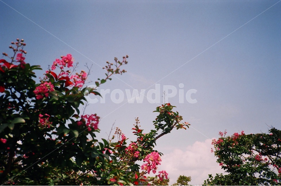 꽃,하늘,필름사진,필름,핑크,감성사진,식물,자연,plants,nature,꽃,flower,감성,sensible,feeling