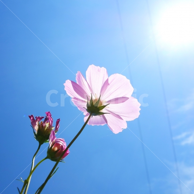 가을,하늘,자연,꽃,코스모스,풍경,색감,cosmos,flower,white,가을,계절,fall,autumn,season,식물,자연,plants,nature,꽃,flower,plant
