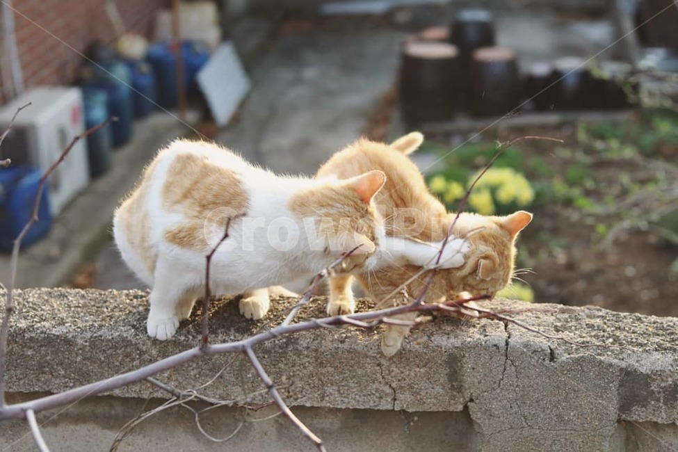 동물,고양이,야옹이,cat,시골냥,동물,animal,포유류,mammal,고양이,cat,kitten,kitty