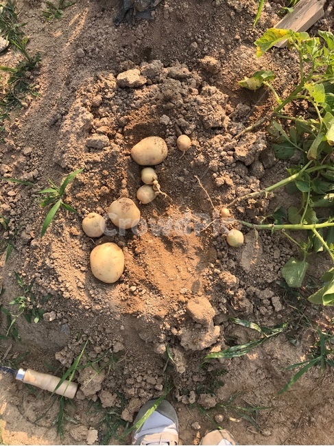 감자,농사,텃밭,알감자,수확,땅,흙