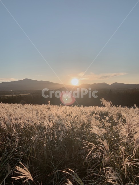 식물,빛,grass,억새,갈대