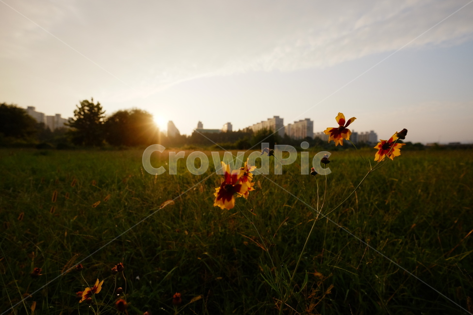 	노을,석양,푸른하늘,들꽃,햇살,식물,자연,plants,nature,꽃,flower