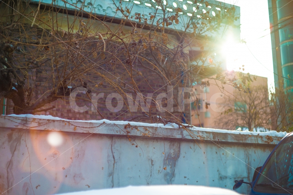 빛,역광,담벼락,플레어,눈,골목,추억,회상,자연물,sunlight,backlight,memory,wall,snow,alley,nature,remind,flare,식물,자연,plants,nature,겨울,계절,winter,season
