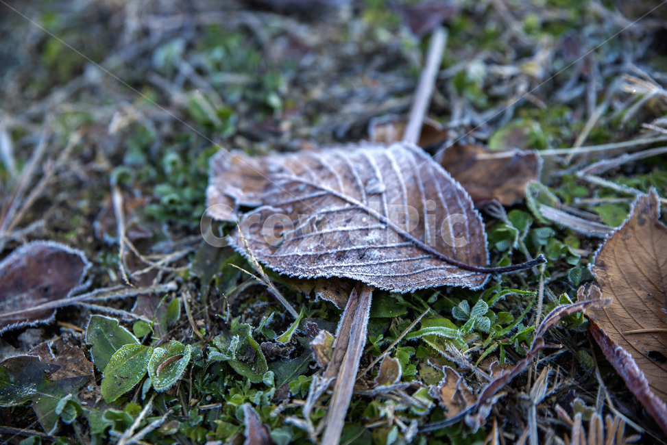 가을,서리,낙엽,자연,아침,풍경,공원,힐링,스냅,가을,계절,fall,autumn,season,nature,ice,빙,outdoors,옥외,fungus,진균류,ground,바닥,snow,눈,frost