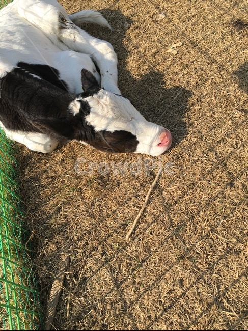 cattle,가축,cow,소,animal,동물,mammal,포유류,동물,animal