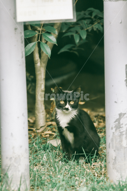 일상,동네,필름,감성,창원,동물,animal,포유류,mammal,고양이,cat,kitten,kitty