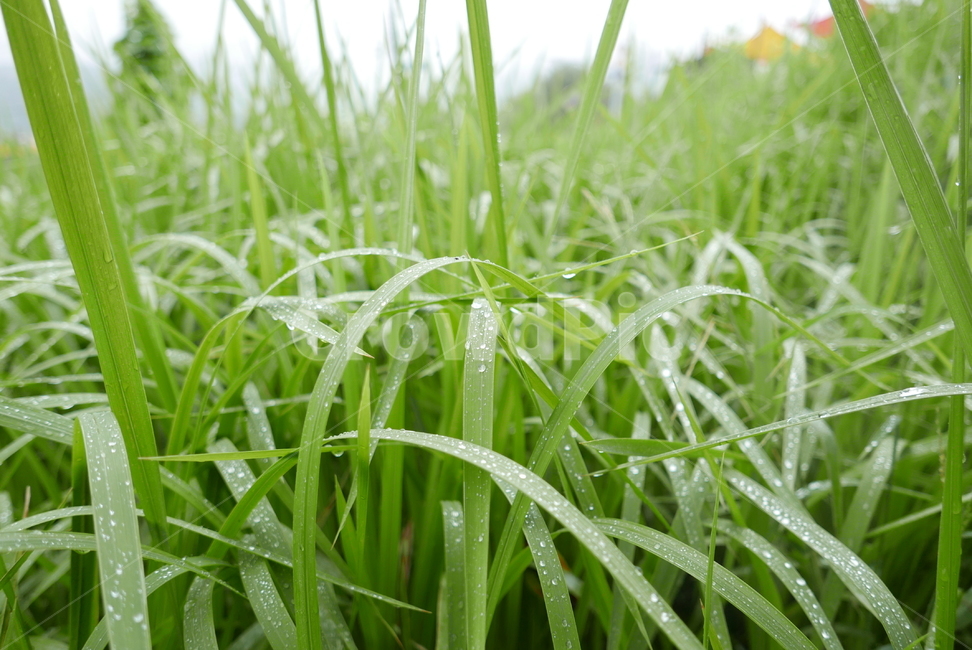 풀,잔디,plant,식물,이슬,녹색,식물,자연,plants,nature