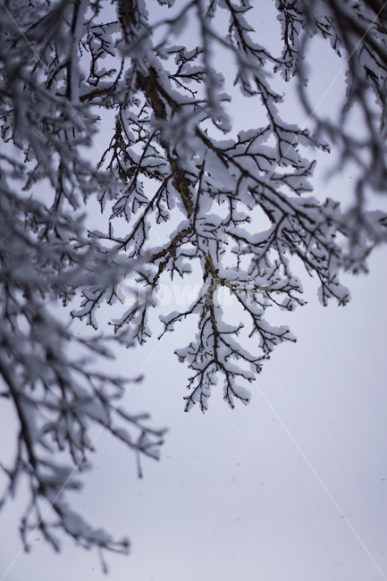 첫눈,겨울,눈,겨울수목원,눈꽃,계절,winter,snow,겨울,계절,winter,season,식물,자연,plants,nature