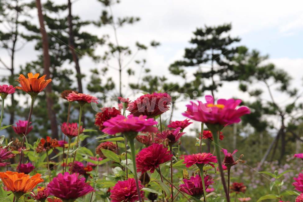 plant,식물,flower,꽃,blossom