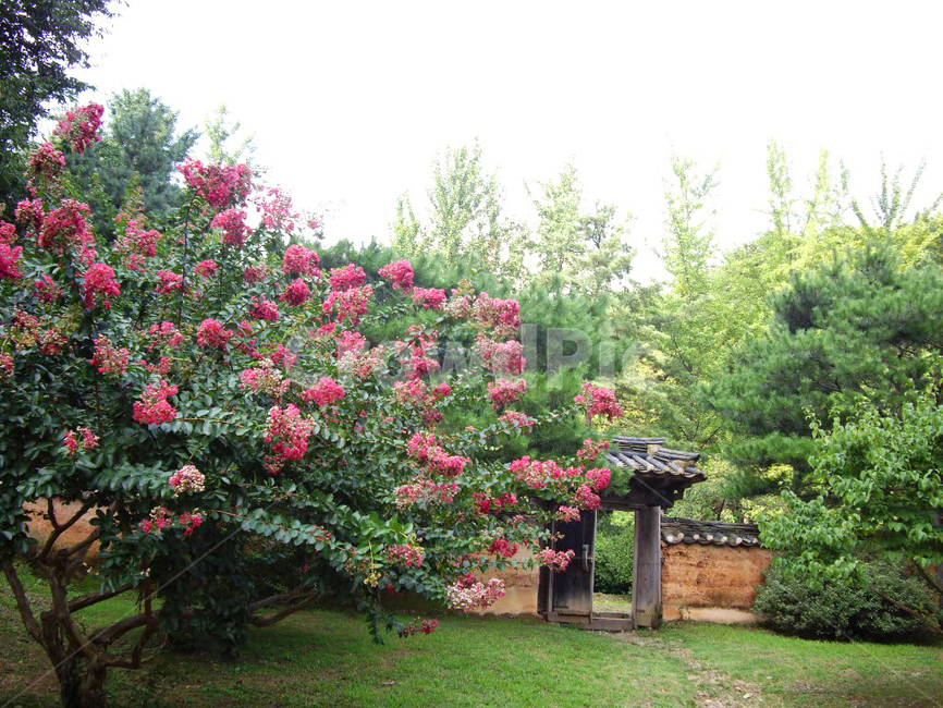 민속촌,민속마을,한국전통,전통,전통마을,한국문화,보존,한국의미,옛마을,village,nature,plant,자연,풍경,식물,주거지,korean,traditional,culture,나무,전통정원,옥외,outdoors,정원,garden