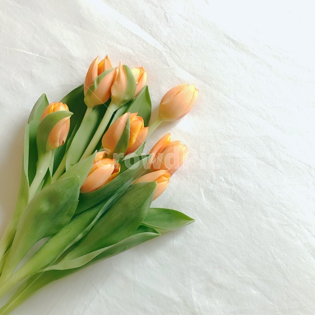 꽃,튤립,오렌지튤립,봄꽃,tulip,flower,감성,배경화면,식물,자연,nature,실내,spring