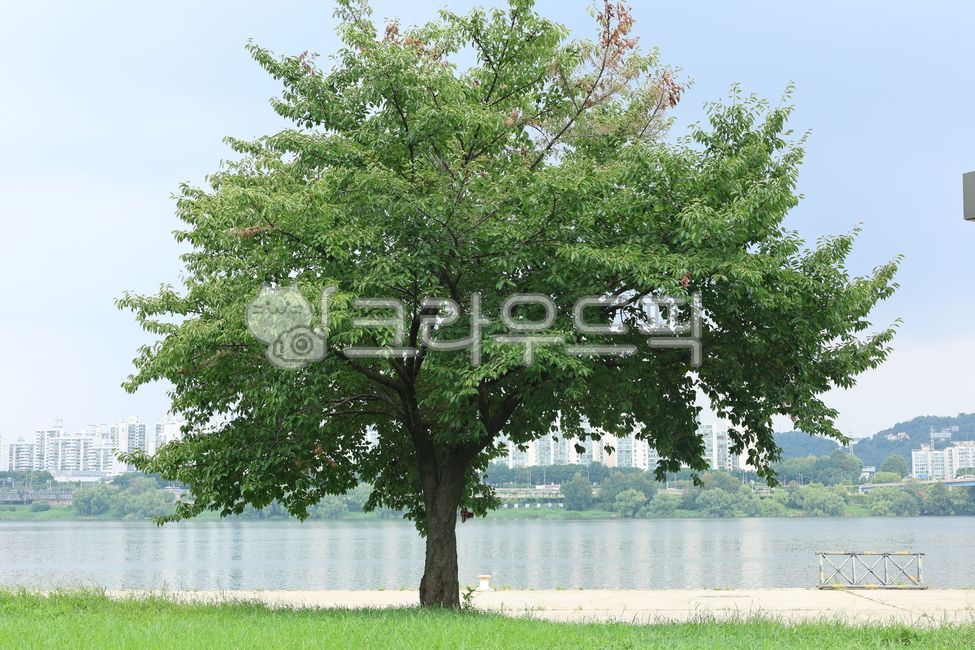 나무, 한강, 강변, 초록, 강물, 사진,이미지,일러스트,캘리그라피 - autumsky작가