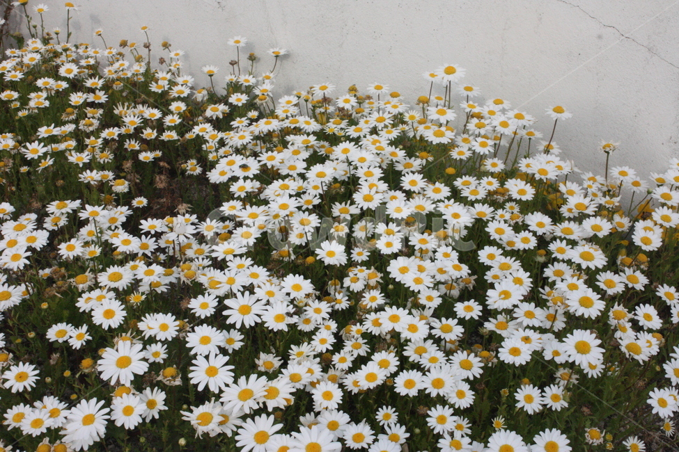 꽃,flower,봄,들꽃,자연,숲