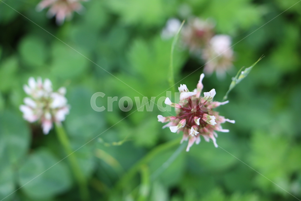 토끼풀,clover,클로버,꽃,flower,식물,자연,plants,nature,꽃,flower