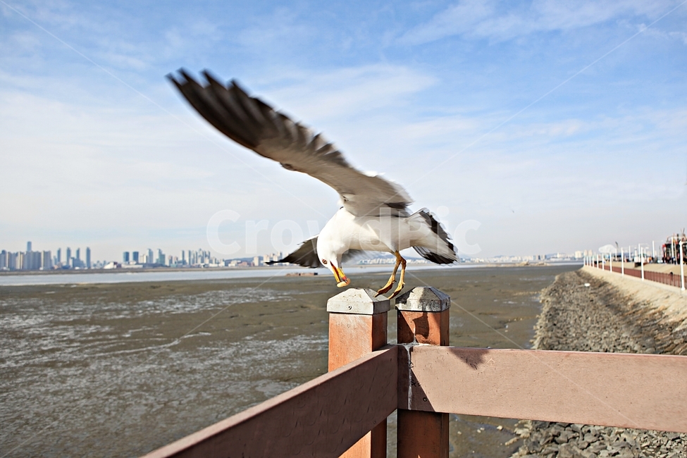 갈매기,조류,새,배경,자연,풍경,하늘,풍광,동물,animal,조류,새,birds